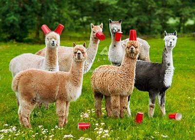 Avanti Alpaca Greeting Card - Six-Paca